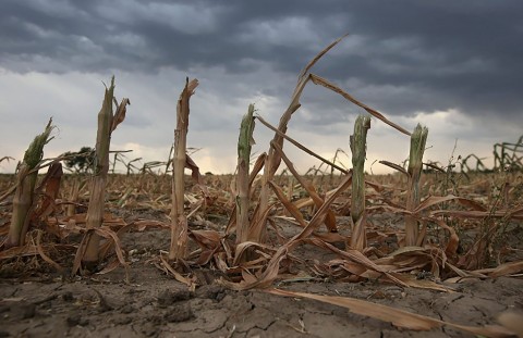 Emergencia agropecuaria para productores de Salliqueló