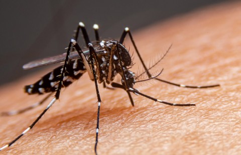 Detectaron un caso sospechoso de dengue importado en Salliqueló