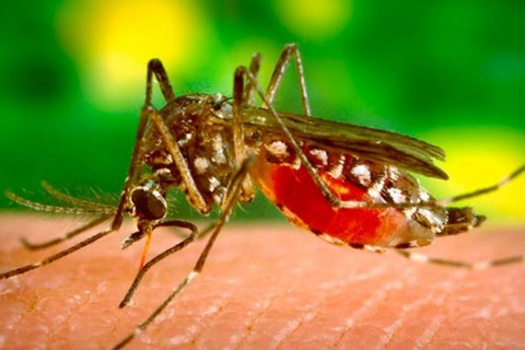 Advierten sobre el crecimiento en los casos de dengue y chikungunya