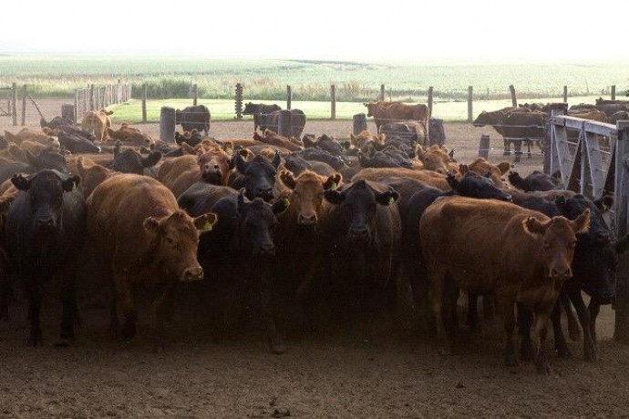 Más de 52 millones de bovinos vacunados contra la aftosa 