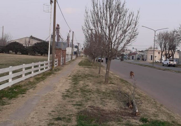 Recambio de arbolado urbano en la Avenida América