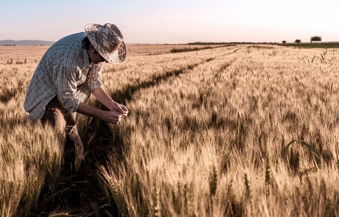 La siembra de trigo finaliza en 1,71 millones de hectáreas