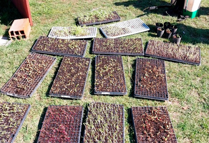 Están a la venta las hortalizas del espacio de producción “Huerta verde”