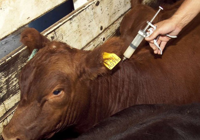 Comenzó la Campaña de Vacunación contra la fiebre aftosa