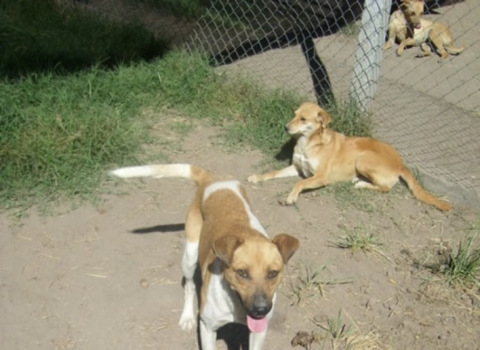 Jóvenes de UCyB solicitaron mejoras en el refugio canino