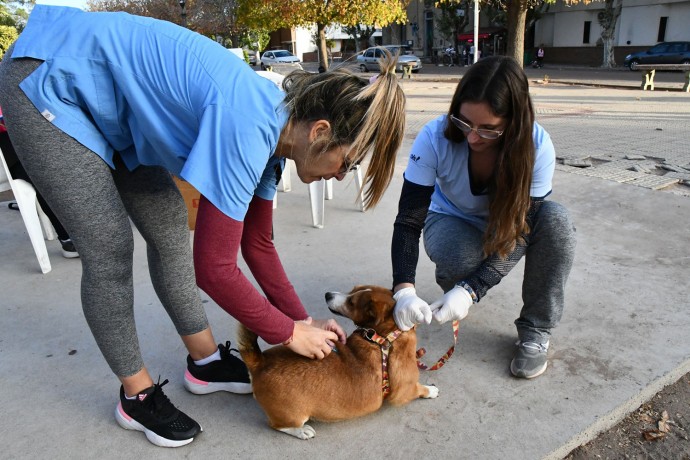 Culminó la campaña de vacunación antirrábica