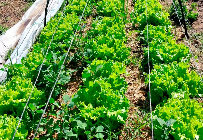 Están a la venta las hortalizas del espacio de producción “Huerta verde”