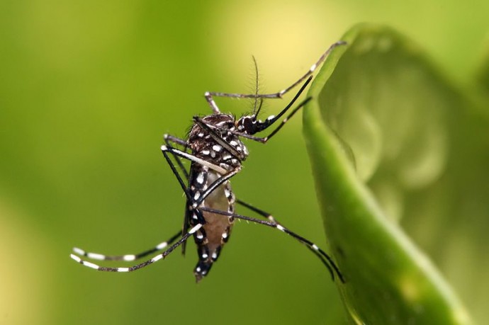 Recomendaciones para la prevención del dengue