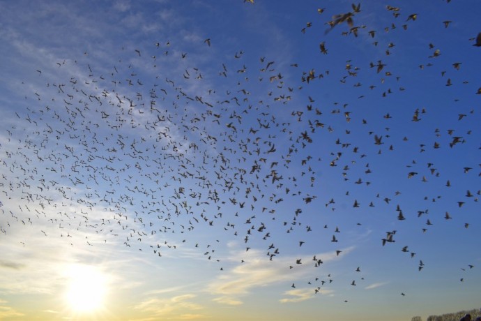 Liberaron 4000 palomas mensajes en el Aeroclub