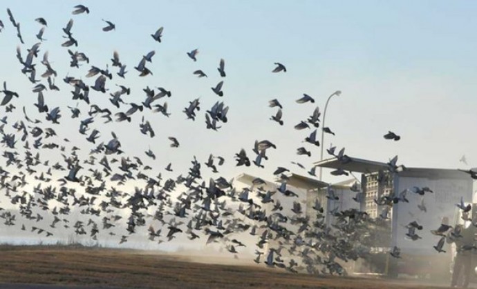 Suelta de palomas mensajera en adhesión al 115° Aniversario Distrital