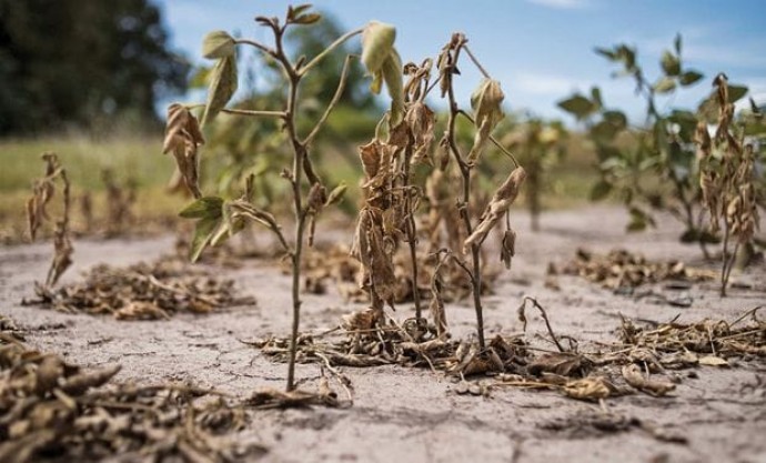 Emergencia agropecuaria para productores de Tres Lomas