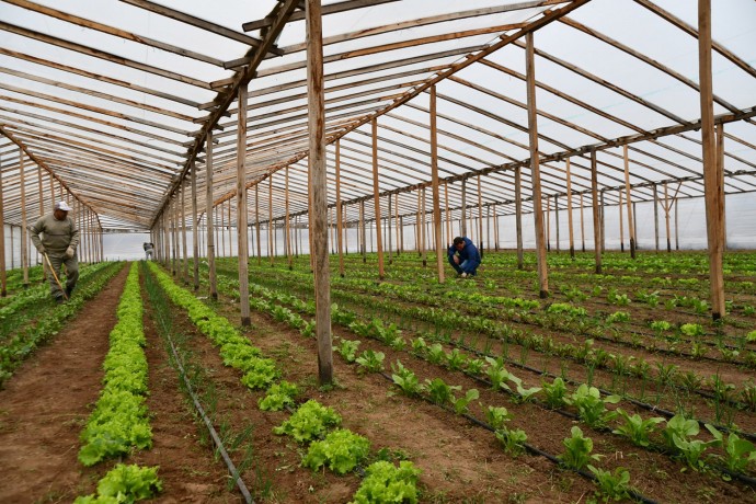 Este jueves habrá venta de verduras en la Plaza Principal