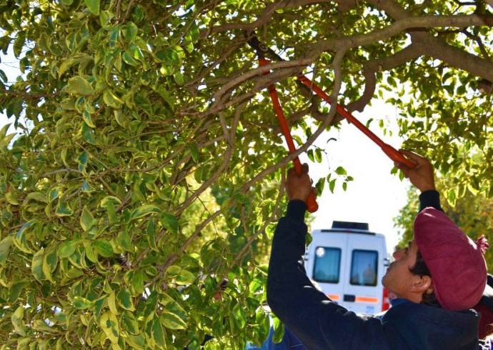 Recordaron la prohibición de podar árboles sin autorización municipal