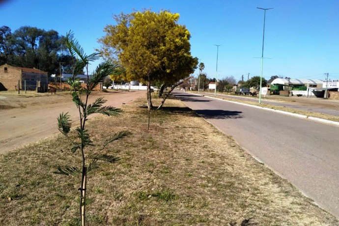 Avanza el Plan de Forestación de Arbolado Urbano