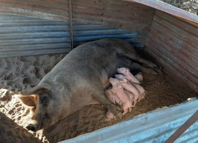 Inseminación artificial en el Clúster Porcino del Oeste Bonaerense 