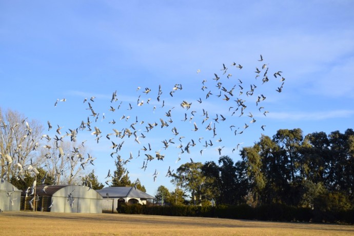 Liberaron 4000 palomas mensajes en el Aeroclub