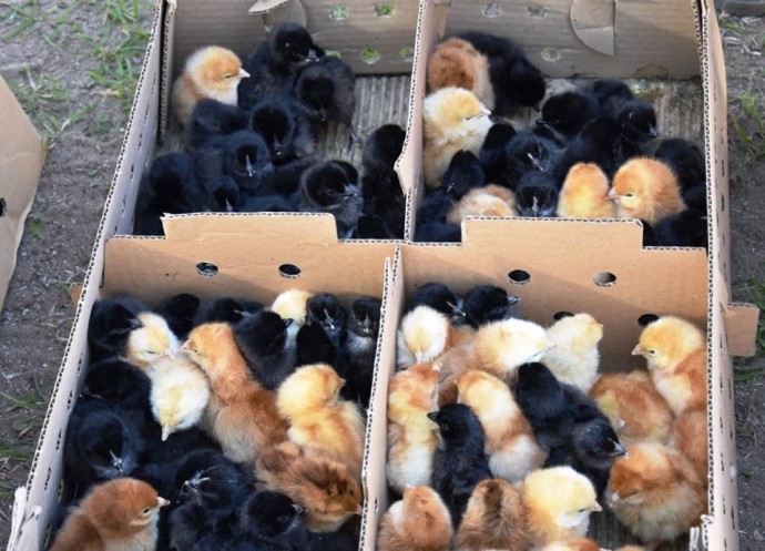 Se realizó la entrega de gallinas ponedoras