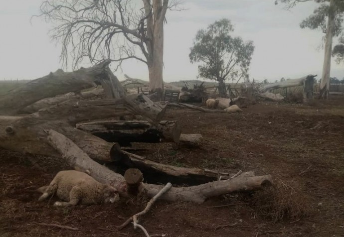 Por ataques de perros a la hacienda, se reunió la Mesa Agropecuaria