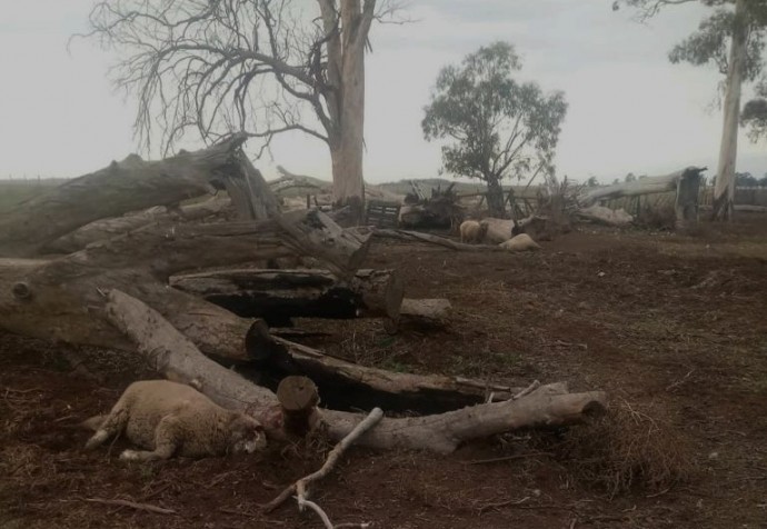 Por ataques de perros a la hacienda, se reunió la Mesa Agropecuaria 