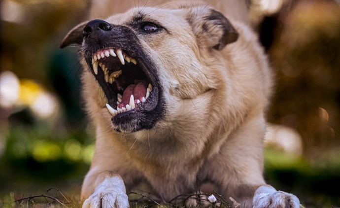 La Municipalidad resguardó mascotas que ocasionaban incidentes 