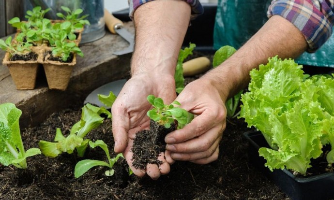 Capacitación sobre Huerta Familiar y entrega de semillas