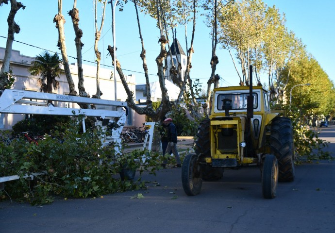 Poda del arbolado urbano en el centro de la ciudad